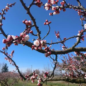 verger-biodiversite-abeille Vente directe producteur Drôme Vergers Romanat