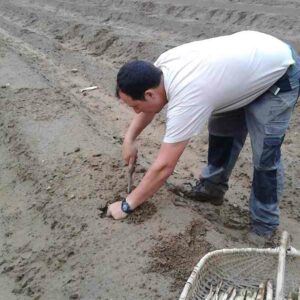 récolte asperge Vente directe producteur Drôme asperges vallée du Rhône