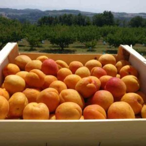 cagette abricot Abricots vente directe