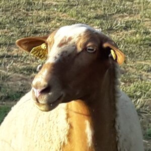 Pâturage ovin dans les noyeraies