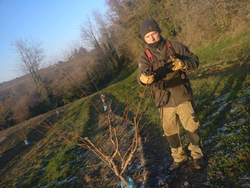taille abricots préparation printemps