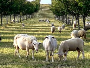 Pâturage ovin dans les noyeraies