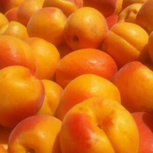 abricots 2020