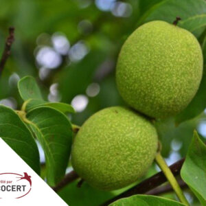 noix bio vallée du rhône