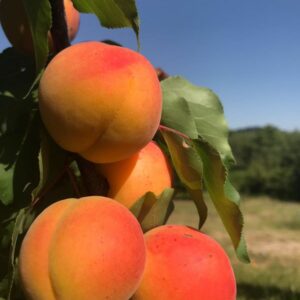 abricots vallée du Rhône