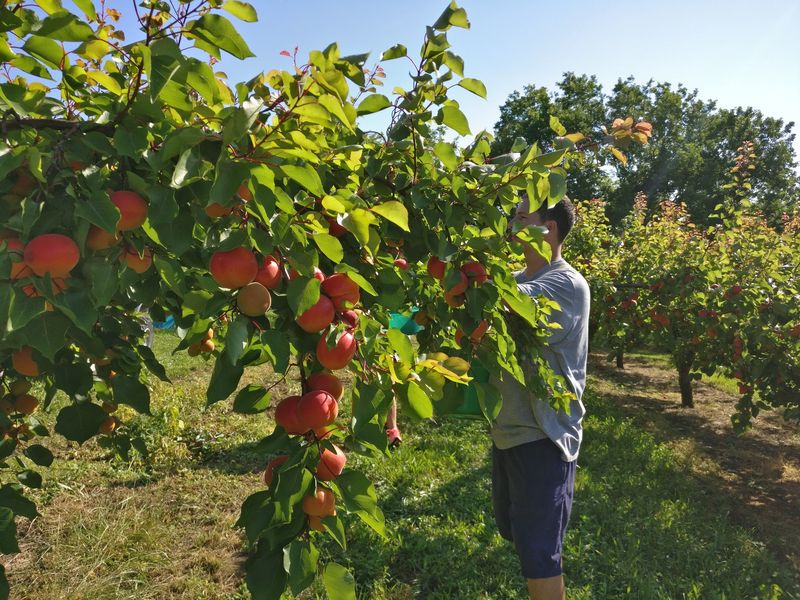 producteur vente directe Drôme Abricots 2022