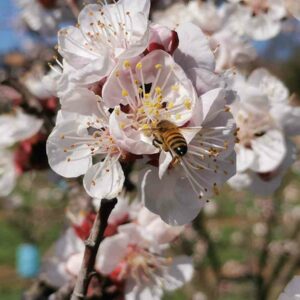 Pollinisation abricotiers abeilles