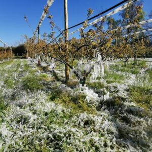 Gel avril abricots 2021