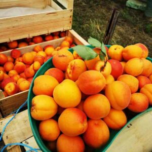 Livraison abricots