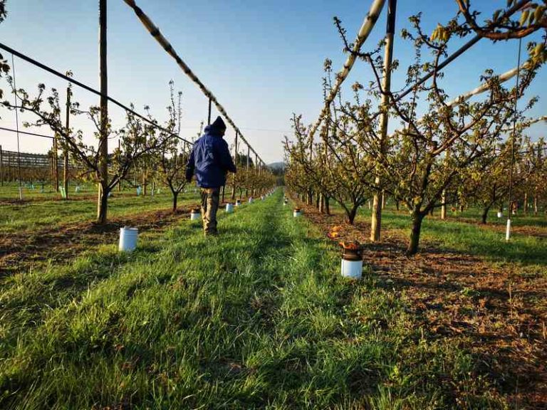 Biodiversité des sols