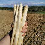 Asperge vallée du Rhône vente directe producteur vente en ligne livraison producteur Vente directe producteur Romanat