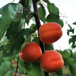 Abricots vente directe