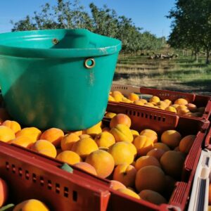 cueillette abricot TRAVAIL saisonnier Saison abricots 2022 Drôme