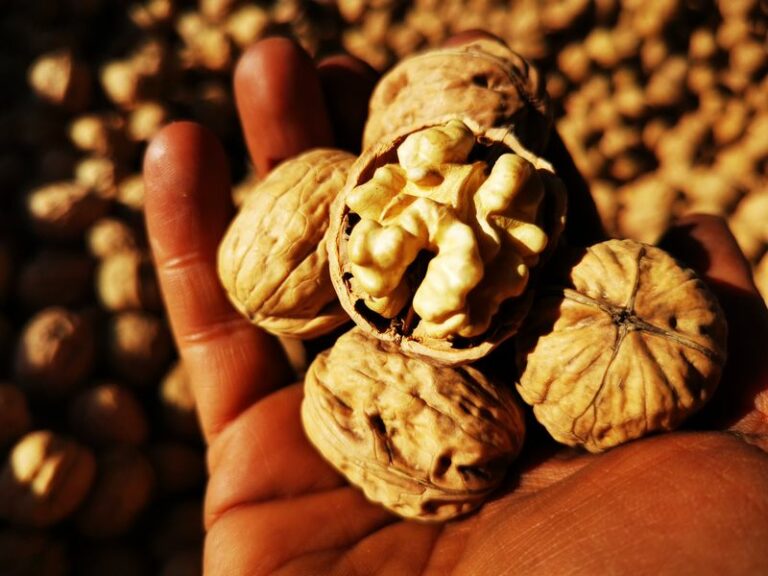 noix vallée du Rhône Récolte et conservation noix bio