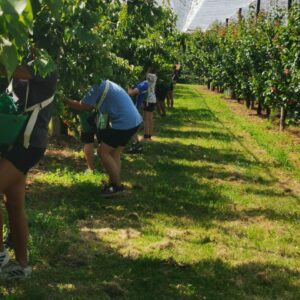 Récolte abricots 2023 saisonniers travail saisonnier Producteurs abricots coulisses culture abricot