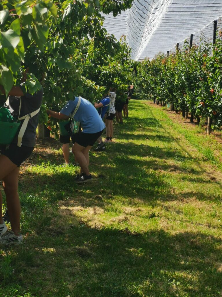 Récolte abricots 2023 saisonniers travail saisonnier Producteurs abricots coulisses culture abricot