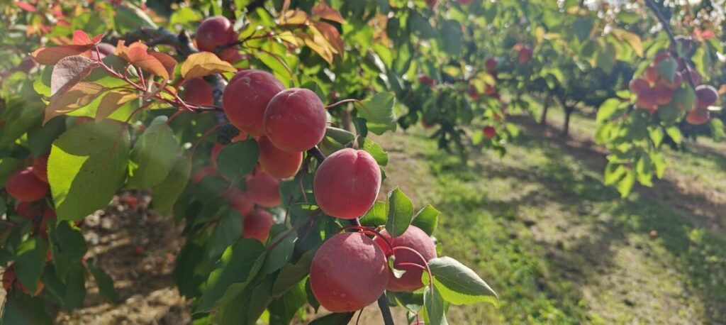Producteurs abricots coulisses abricots vallée du rhône