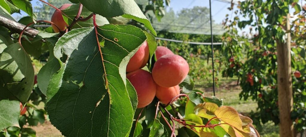 Producteurs abricots coulisses