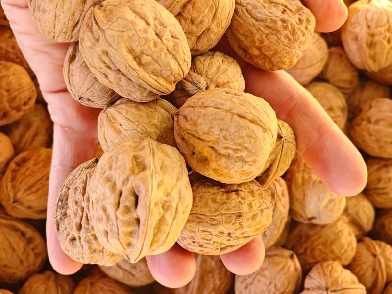 Noix BIO – Filet 3 kg – Image 2