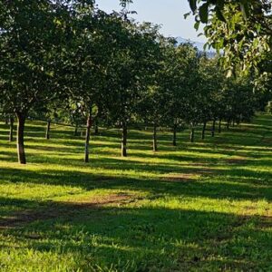 noix vertes sur l'arbre juin 2026 Drôme